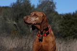VIZSLA poil court 226